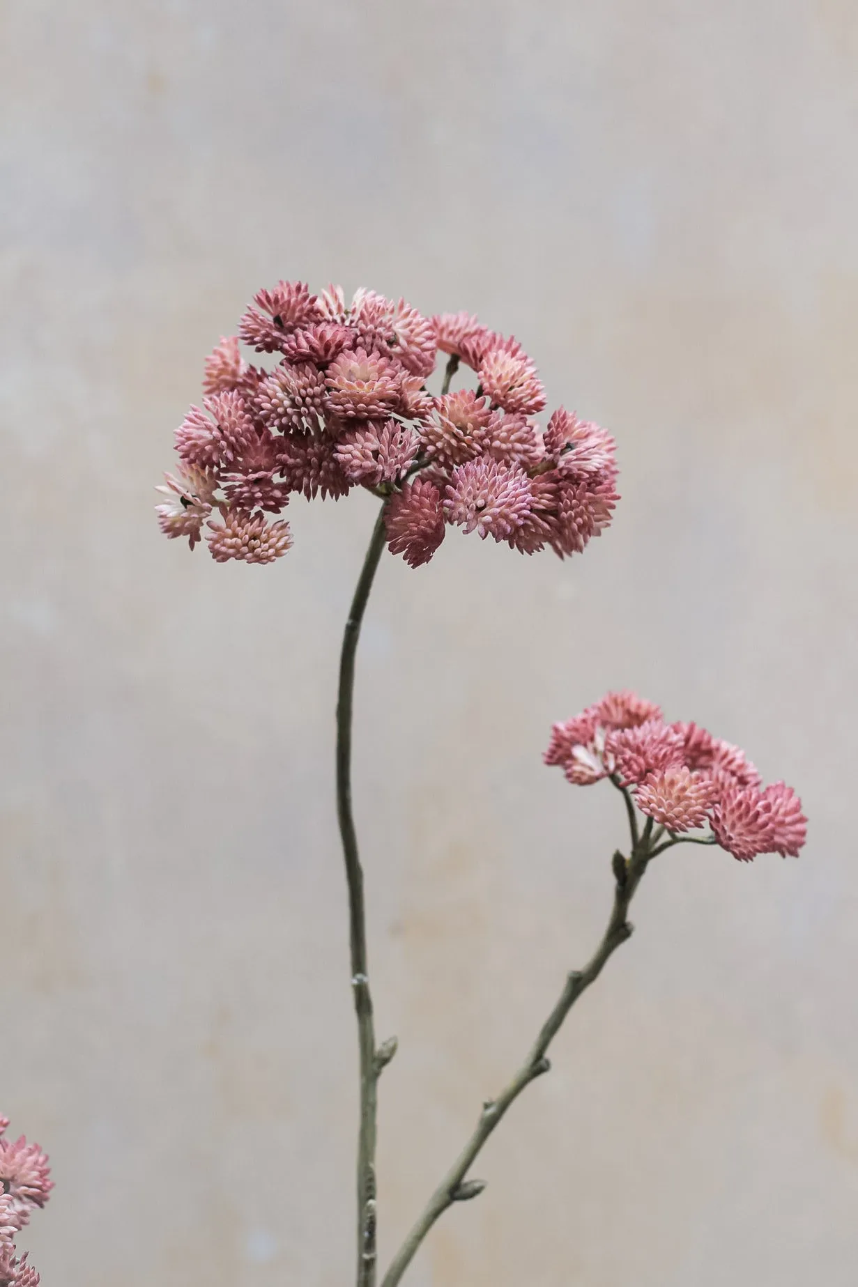 Faux Mauve Sedum Spray