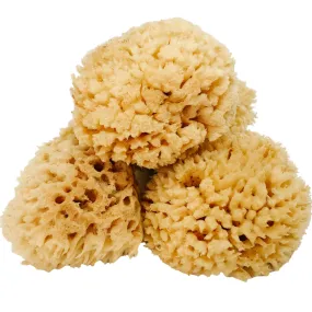 NATURAL BATH SEA SPONGE - WOOL - 3.5 to 5 inches