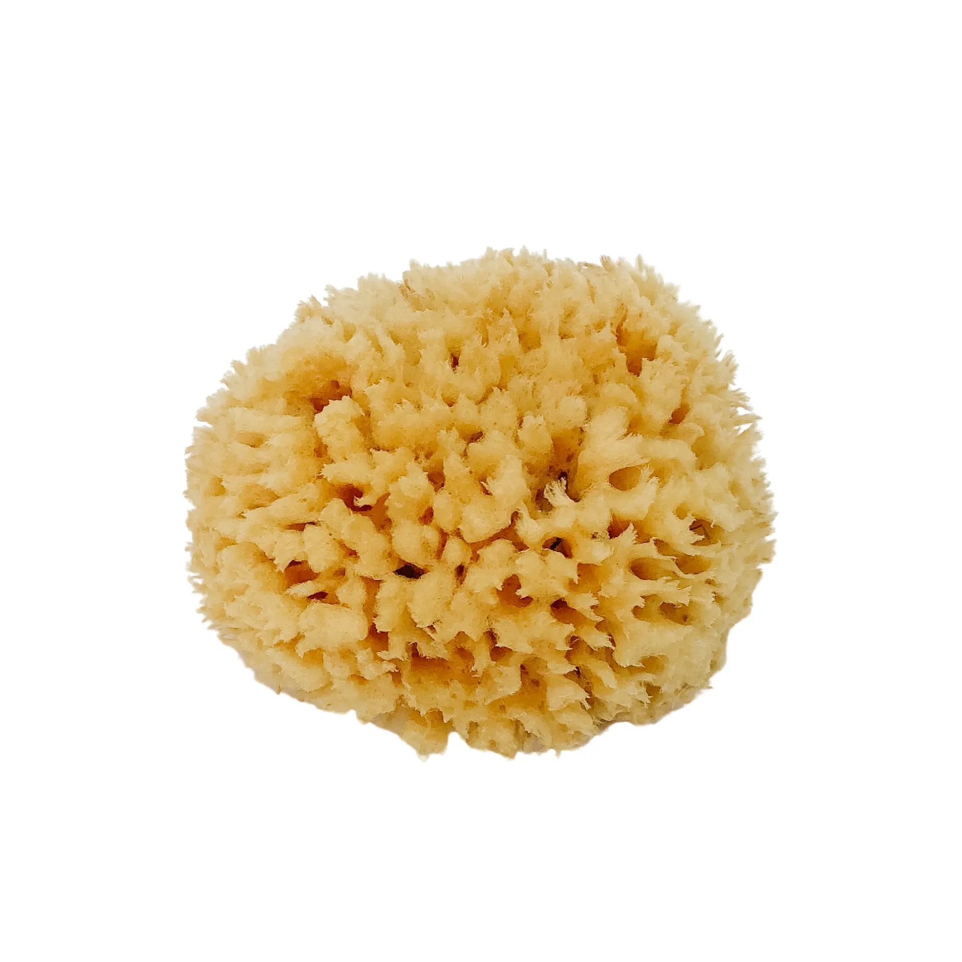 NATURAL BATH SEA SPONGE - WOOL - 3.5 to 5 inches