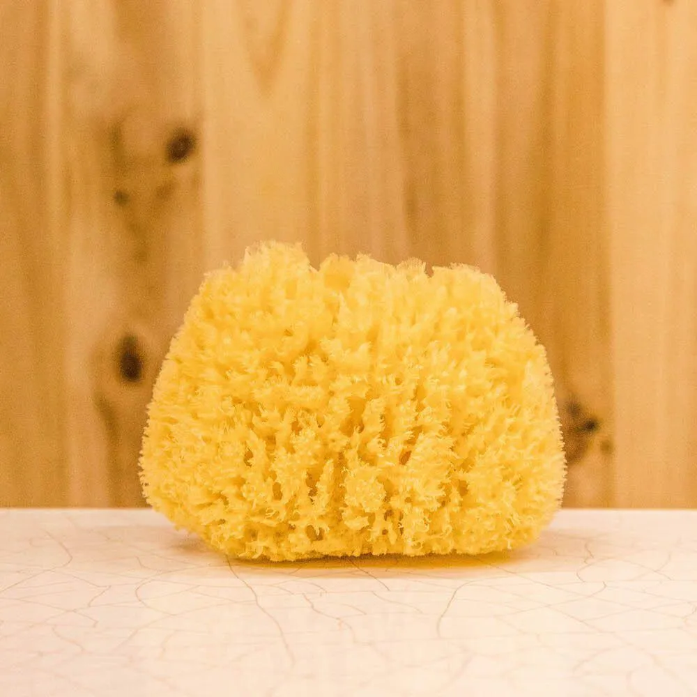 sea sponge